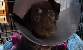 Illustration de l'article : Ce refuge espère trouver les fonds nécessaires pour soigner un chiot atteint de la gale, blessé au fémur et au bassin 