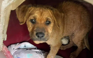 Illustration de l'article : Ce refuge espère trouver les fonds nécessaires pour soigner un chiot atteint de la gale, blessé au fémur et au bassin 