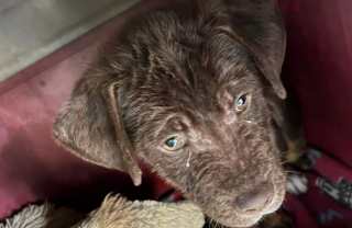 Illustration de l'article : Ce refuge espère trouver les fonds nécessaires pour soigner un chiot atteint de la gale, blessé au fémur et au bassin 