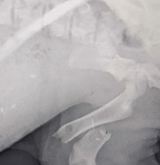 Illustration de l'article : Ce refuge espère trouver les fonds nécessaires pour soigner un chiot atteint de la gale, blessé au fémur et au bassin 