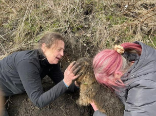 Illustration de l'article : Un chien passe 18 heures enseveli sous la terre, sa maîtresse appelle une secouriste spécialisée à l'aide