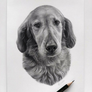 Illustration de l'article : 20 magnifiques portraits de chiens plus vrais que nature r&eacute;alis&eacute;s par une artiste hors du commun
