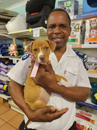 Illustration de l'article : Pris de panique durant un feu d'artifice, un chiot se retrouve coincé dans un tuyau souterrain 