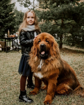 Illustration de l'article : 20 photos captivantes de Dogues du Tibet, ces géants à la fourrure léonine et au courage sans limite