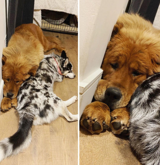 Illustration de l'article : 20 photos captivantes de Dogues du Tibet, ces géants à la fourrure léonine et au courage sans limite