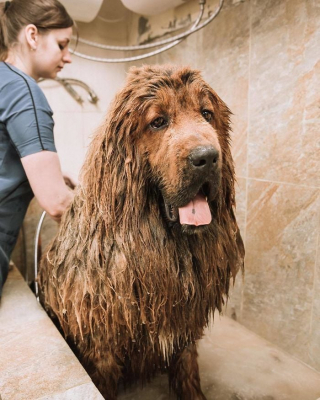 Illustration de l'article : 20 photos captivantes de Dogues du Tibet, ces géants à la fourrure léonine et au courage sans limite