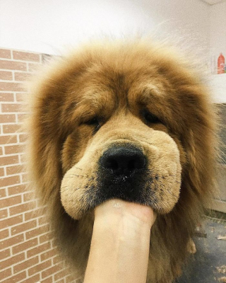 Illustration de l'article : 20 photos captivantes de Dogues du Tibet, ces géants à la fourrure léonine et au courage sans limite