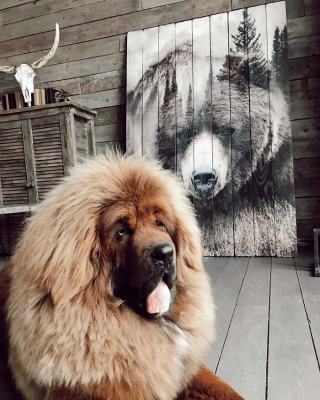 Illustration de l'article : 20 photos captivantes de Dogues du Tibet, ces géants à la fourrure léonine et au courage sans limite