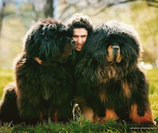 Illustration de l'article : 20 photos captivantes de Dogues du Tibet, ces géants à la fourrure léonine et au courage sans limite
