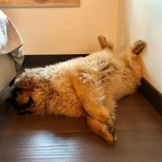 Illustration de l'article : 20 photos captivantes de Dogues du Tibet, ces géants à la fourrure léonine et au courage sans limite