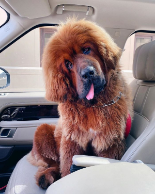 Illustration de l'article : 20 photos captivantes de Dogues du Tibet, ces géants à la fourrure léonine et au courage sans limite