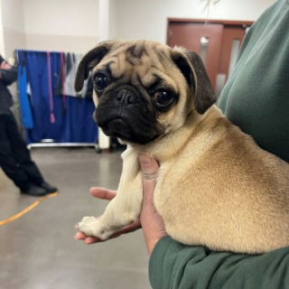 Illustration de l'article : Une bénévole ayant découvert un Carlin jeté à la poubelle s'empresse de le sauver et l'aide à reprendre goût à la vie