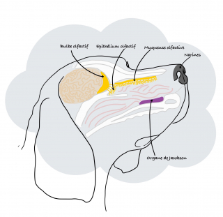Illustration de l'article : Les 5 sens du chien