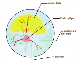 Illustration de l'article : Les 5 sens du chien