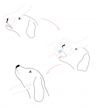 Illustration de l'article : Donner un médicament à son chien