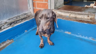 Illustration de l'article : Abandonnée dans une caisse de transport, cette chienne garde des séquelles de son traumatisme 