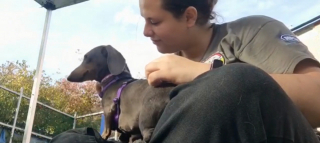 Illustration de l'article : Abandonnée dans une caisse de transport, cette chienne garde des séquelles de son traumatisme 
