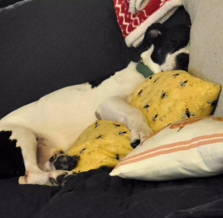 Illustration de l'article : 2 500 jours d’attente pour ce chien de refuge qui découvre enfin les joies d’un nouveau foyer