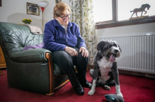 Illustration de l'article : Voici Fergus, le Bearded Collie devenu un héros en portant secours à sa voisine âgée de 91 ans
