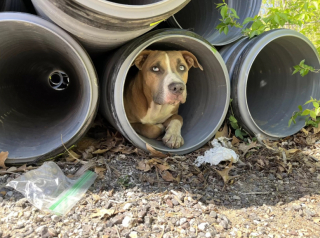 Illustration de l'article : Des ouvriers ont fait une étonnante découverte sur leur chantier, en trouvant un chien coincé dans un tuyau