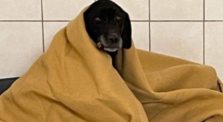 Illustration de l'article : Un nouveau départ pour Tosca, une courageuse Labrador retrouvée errante dans les rues