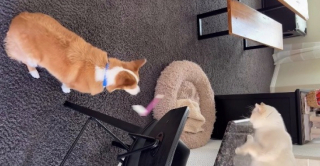 Illustration de l'article : Ce chat et ce Corgi s’unissent pour faire les plus belles bêtises à l’insu de leurs propriétaires (vidéo)