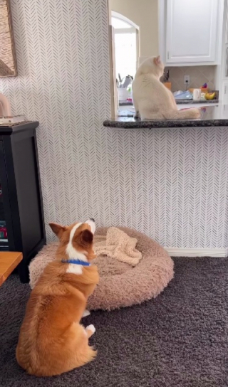 Illustration de l'article : Ce chat et ce Corgi s’unissent pour faire les plus belles bêtises à l’insu de leurs propriétaires (vidéo)