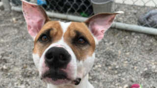 Illustration de l'article : 100 jours dans un refuge pour animaux abandonnés : ce chien déprime et refuse de rentrer dans son box