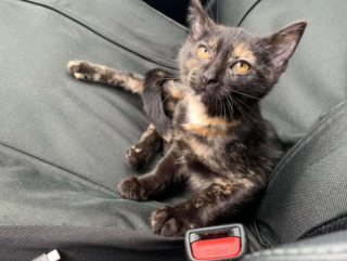 Illustration de l'article : Un chaton abandonné retrouve l'espoir grâce à l'intuition d'Amaretto, une chienne adoptée