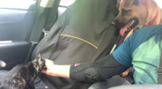 Illustration de l'article : Un chaton abandonné retrouve l'espoir grâce à l'intuition d'Amaretto, une chienne adoptée