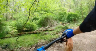 Illustration de l'article : Un chaton abandonné retrouve l'espoir grâce à l'intuition d'Amaretto, une chienne adoptée