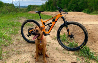 Illustration de l'article : Un chaton abandonné retrouve l'espoir grâce à l'intuition d'Amaretto, une chienne adoptée