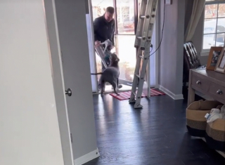 Illustration de l'article : Un American Staffordshire Terrier ne peut contenir sa joie lors de la venue d’un peintre en bâtiment dans son domicile