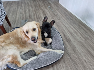 Illustration de l'article : Après 9000 euros de dégât, ce couple trouve une solution pour que leur chien arrête de détruire 