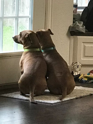 Illustration de l'article : Séparés à la naissance, ces trois chiens en réalité de la même famille, finissent par se retrouver