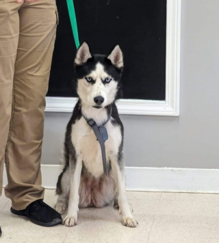 Illustration de l'article : Après avoir disparu pendant 2 semaines, cette chienne Husky Sibérien a réapparu 2 000 kilomètres plus loin (vidéo)