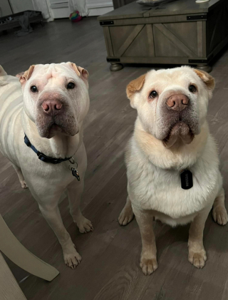 Illustration de l'article : Ces 2 toutous que rien ne destinait à se rencontrer, forment désormais le duo le plus uni