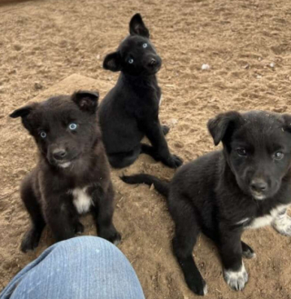 Illustration de l'article : Grâce à une femme au grand cœur, une famille complète de chiens errants a été découverte 
