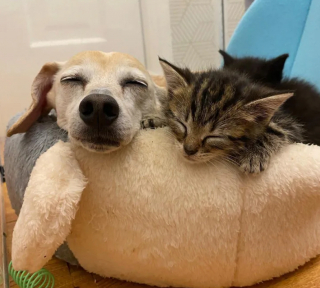 Illustration de l'article : Cette chienne seconde à la perfection sa maîtresse, famille d’accueil, en s’occupant d’une portée de 5 chatons