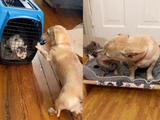 Illustration de l'article : Cette chienne seconde à la perfection sa maîtresse, famille d’accueil, en s’occupant d’une portée de 5 chatons