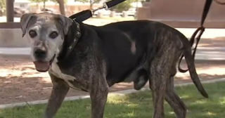 Illustration de l'article : Malgré son grand âge et sa surdité, Kane séduit une nouvelle famille et commence une seconde vie