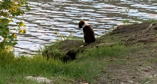 Illustration de l'article : Effrayé par sa rencontre avec un ours, ce chien disparaît pendant plusieurs jours