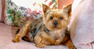 Illustration de l'article : Le comportement inhabituel de ce Yorkshire Terrier alerte sa maîtresse : la chienne avait détecté un cancer