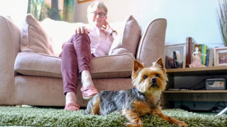 Illustration de l'article : Le comportement inhabituel de ce Yorkshire Terrier alerte sa maîtresse : la chienne avait détecté un cancer