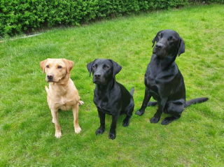 Illustration de l'article : L'histoire d'un Labrador Retriever sauvé in extremis après avoir avalé une chaussette