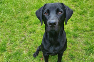 Illustration de l'article : L'histoire d'un Labrador Retriever sauvé in extremis après avoir avalé une chaussette