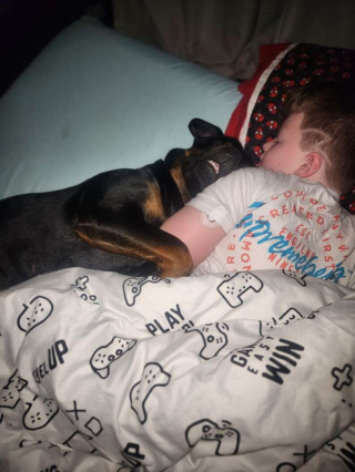 Illustration de l'article : Daisy, la Rottweiler au cœur d'or capable de détecter les problèmes de santé de son jeune maître