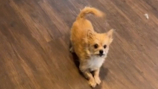 Illustration de l'article : Une curieuse récompense pour ce chien qui exécute à la perfection tous les tours commandés par sa maîtresse (vidéo)