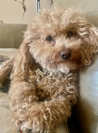 Illustration de l'article : Malgré sa colonne vertébrale cassée, ce Caniche sauvé in extremis parvient aujourd’hui à profiter pleinement de la vie 