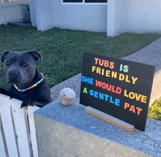 Illustration de l'article : Pour permettre à leur chienne d’avoir sa dose de câlins, ses maîtres ont installé une pancarte qui encourage les passants à la caresser